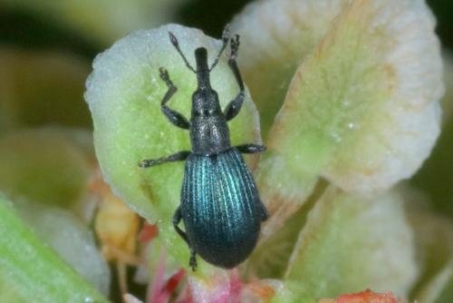 Réf. 263 723 : Perapion violaceum